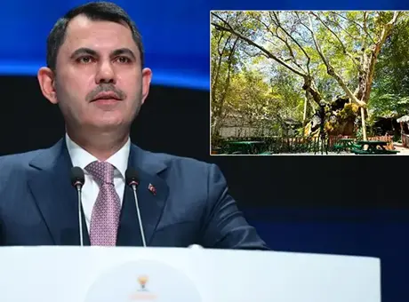 Bakan Kurum, 854 yaşındaki anıt çınarın doğa mirası hikayesini anlattı