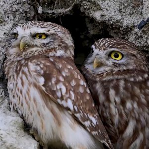 Erzincan’da nadir görülen en küçük baykuş türü doğa fotoğrafçısının objektifine takıldı