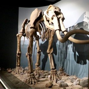 Erzurum Müzesi’nde sergilenen mamut fosili ziyaretçi akınına neden oldu