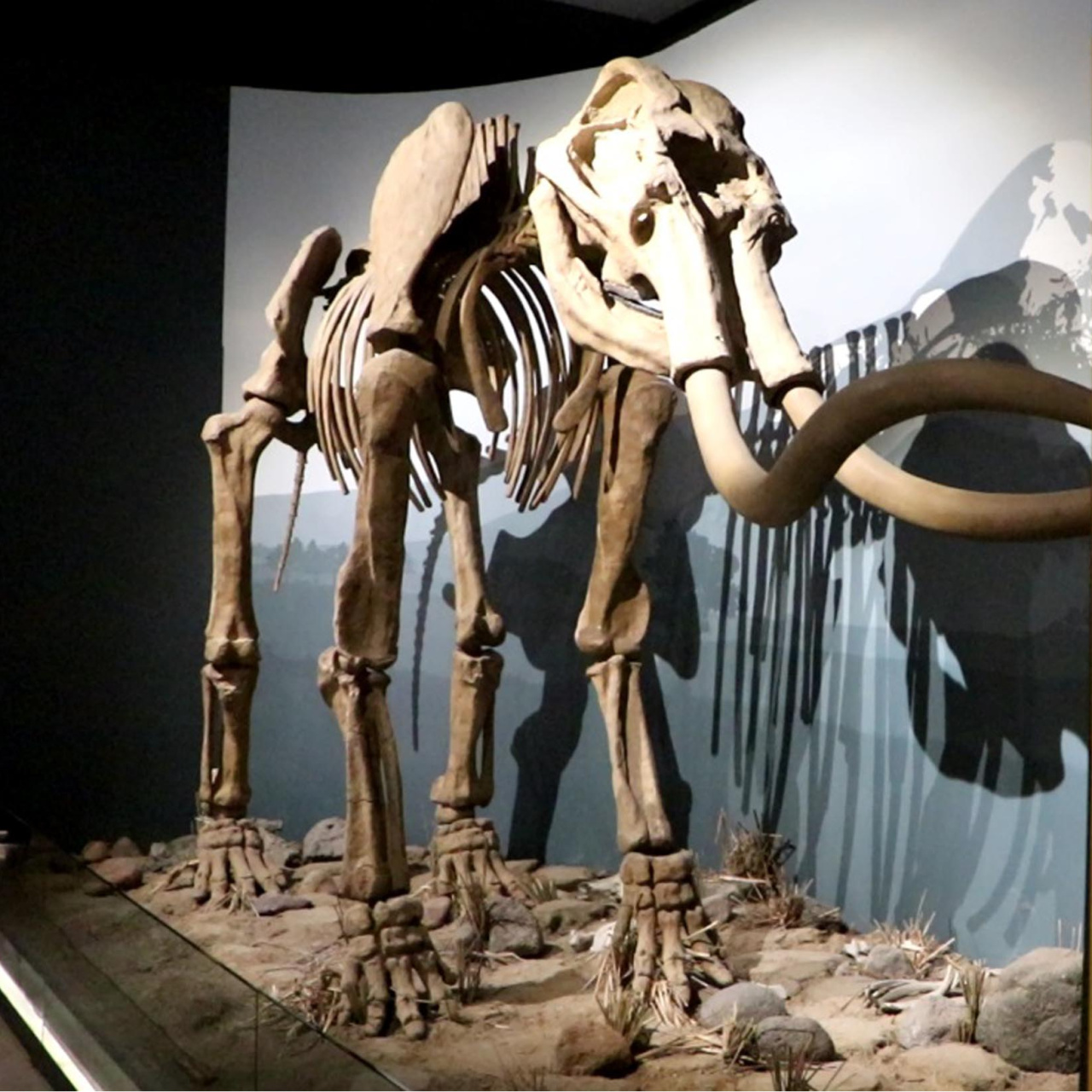 Erzurum Müzesi’nde sergilenen mamut fosili ziyaretçi akınına neden oldu