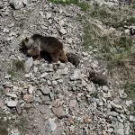 Erzurum Oltu’da doğaseverin dronu ile kaydedilen bozayı ailesi bölge halkını uyardı