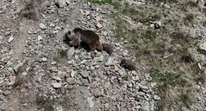 Erzurum Oltu’da doğaseverin dronu ile kaydedilen bozayı ailesi bölge halkını uyardı