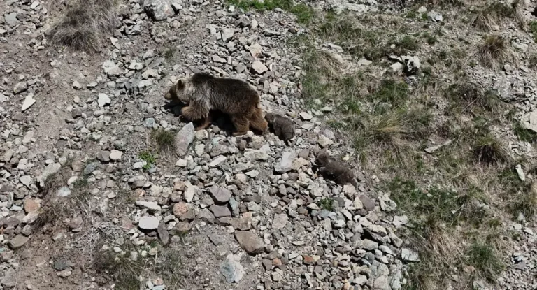Erzurum Oltu’da doğaseverin dronu ile kaydedilen bozayı ailesi bölge halkını uyardı