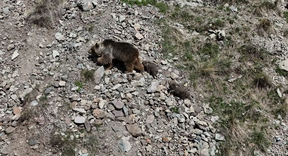 Erzurum Oltu’da doğaseverin dronu ile kaydedilen bozayı ailesi bölge halkını uyardı