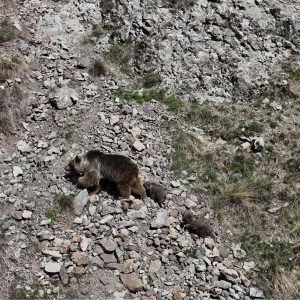 Erzurum’da bozayı drondan gelen tehdide karşı yavrularını savundu