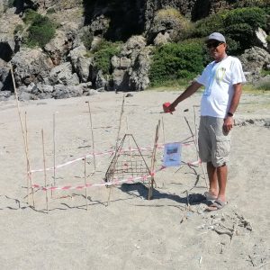 Gazipaşa Koru Sahili’nde caretta caretta yuvaları 557 bin lira ceza korumasında