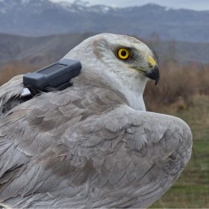 Iğdır’da 18 kuşun göç rotası uydu vericisiyle izlenmeye başlandı