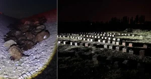 Iğdır’da arıların saldırdığı koyun sürüsü sulama kanalında telef oldu