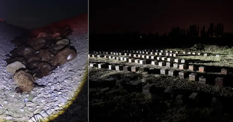 Iğdır’da arıların saldırdığı koyun sürüsü sulama kanalında telef oldu