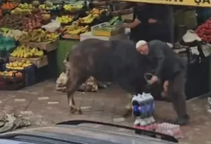 Iğdır’da kontrolden çıkan manda şehir merkezinde paniğe neden oldu