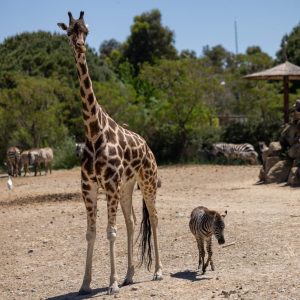 İzmir Doğal Yaşam Parkı’ndaki öksüz zebra Gözde’yi zürafalar sahiplendi