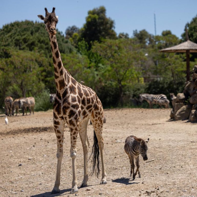 İzmir Doğal Yaşam Parkı’ndaki öksüz zebra Gözde’yi zürafalar sahiplendi