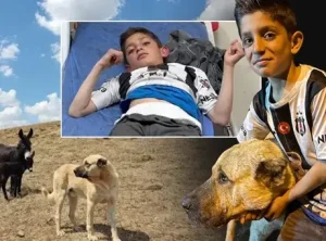 Karayazı’da Kangal Köpeği Kral 10 Yaşındaki Çocuğu Ayı Saldırısından Kurtardı