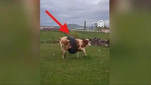 Kars’ta Boynuna Traktör Lastiği Geçen İnek Köylüleri Hayrete Düşürdü
