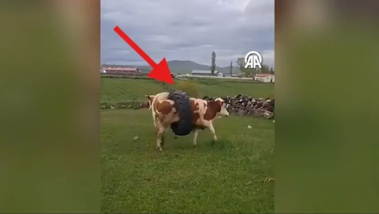 Kars’ta Boynuna Traktör Lastiği Geçen İnek Köylüleri Hayrete Düşürdü