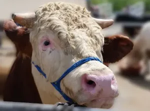 Kırşehir Pazarında 830 Kiloluk İnek 300 Bin TL’ye Alıcı Buldu, Besiciler Umutlu