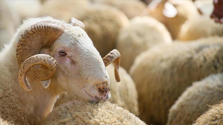 Deri sektörü 800 milyon dolarlık bir büyüme hedefliyor