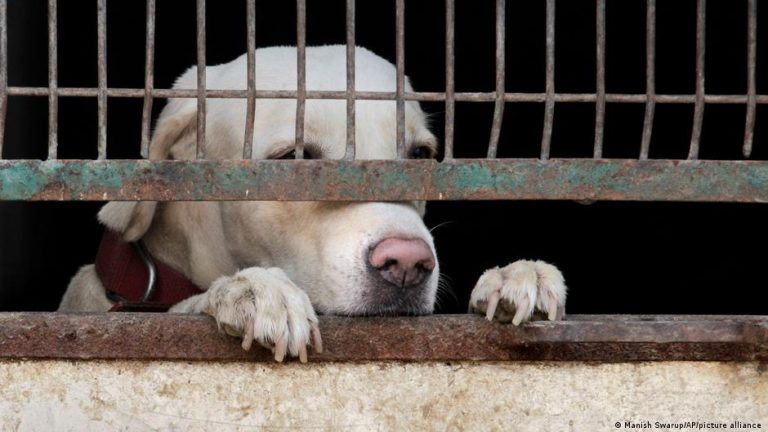Romanya’daki köpek barınaklarında artan ölüm oranları endişe yaratıyor