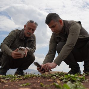 Siirt’te koruma altındaki Şirvan ve Dicle sümbülleri doğaseverlerin ilgisini çekiyor