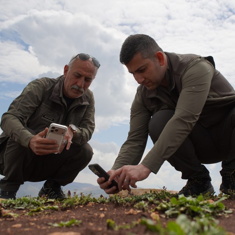 Siirt’te koruma altındaki Şirvan ve Dicle sümbülleri doğaseverlerin ilgisini çekiyor