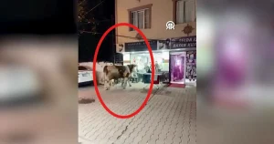 Sultanbeyli’de Kaçan Kurbanlık Tosun Kuaför Salonuna Daldı, Mahallede Panik Yarattı