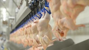 Türkiye’de Mart Ayında Tavuk Eti ve Yumurta Üretimi Artış Gösterdi