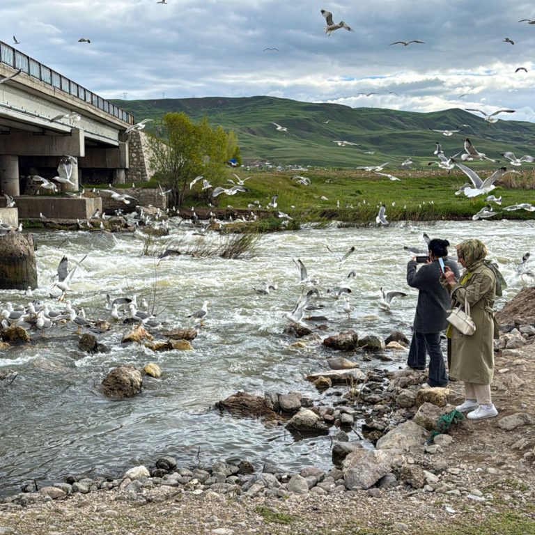 Van Gölü’nde inci kefallerinin göçü büyüleyici manzaralar oluşturuyor