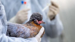 Avustralya’da İlk H5N1 Vakası Tespit Edildi, Kuş Gribi Artık Tüm Kıtalarda