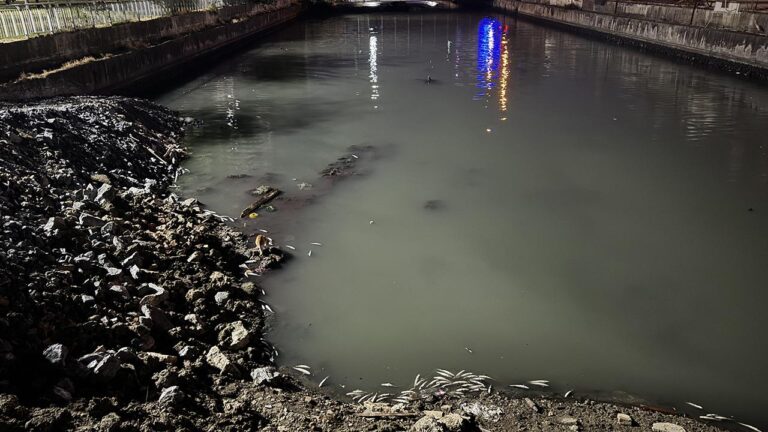 Bakırköy’de dere yatağında binlerce ölü balığın bulunması çevre alarmı yarattı