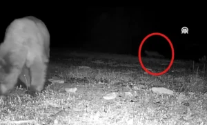 Bolu’da fotokapanlarla yaban hayatını belgelemek