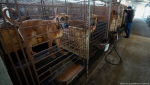 Güney Kore, köpek eti yasağı için tazminat ödeyerek üreticileri teşvik ediyor