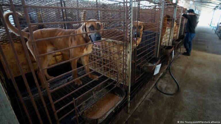 Güney Kore, köpek eti yasağı için tazminat ödeyerek üreticileri teşvik ediyor