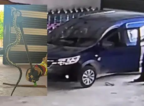 Hafif ticari araca giren yılan üç saatlik operasyonla çıkarıldı