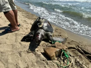 İzmir’de ikinci kez deniz kaplumbağasına parke taşı bağlanarak öldürüldü