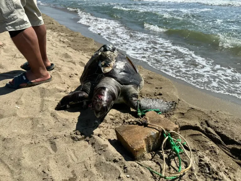 İzmir’de ikinci kez deniz kaplumbağasına parke taşı bağlanarak öldürüldü