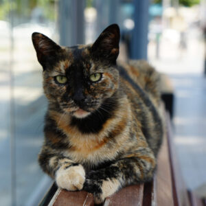 İzmit’te Pamuk adlı kedi tramvay durağının vazgeçilmez maskotu oldu