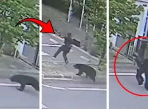 Japonya’da ayı saldırıları eğitime ara verdirdi, polis olağanüstü hal ilan edebilir