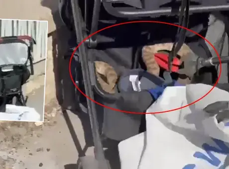 Şanlıurfa’da mesire alanında ağaçtan düşen yılan paniğe neden oldu