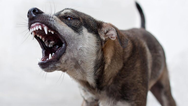Sokak köpeği saldırıları nedeniyle 3 belediye başkanı hakkında yasal süreç başladı
