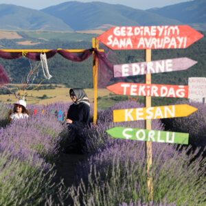 Tekirdağ’da lavanta bahçeleri mor büyüsüyle ziyaretçi akınına uğruyor