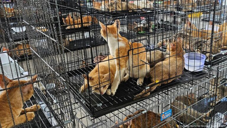 Vietnam’da çalınan 500 kedi polis operasyonuyla özgürlüğüne kavuştu
