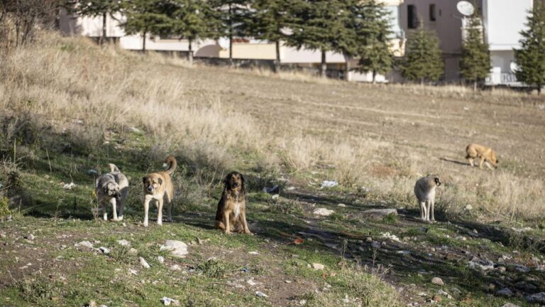 Ankara’da Sokak Hayvanlarının Toplanması 52 Bin Sayısına Ulaştı
