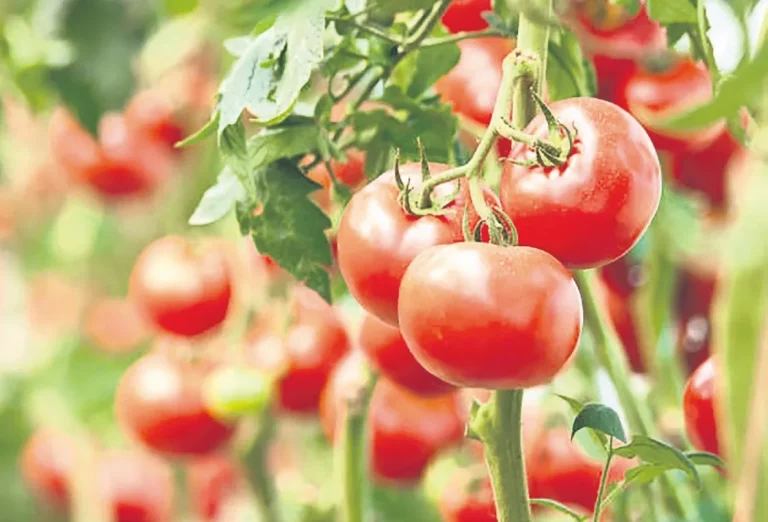 Domates fiyatları düşerken konserve yapmanın püf noktaları neler