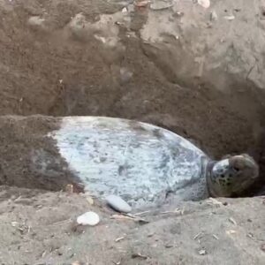 İklim değişikliği nedeniyle Mersin’de deniz kaplumbağalarının yuvalama dönemi gecikti