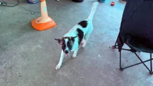 Tayland’da evcil köpeğin getirdiği el bombası mahallenin yüreğini ağza getirdi
