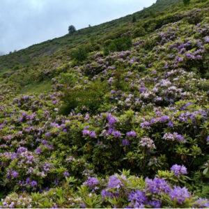 Trabzon Taşlıoba Yaylası orman güllerinin büyüleyici renkleriyle doğaseverleri cezbediyor
